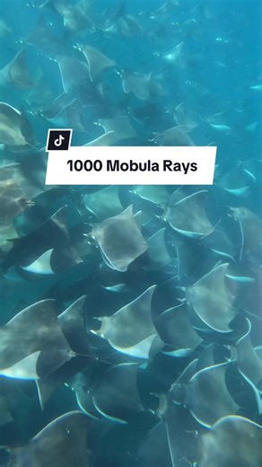 Mobula Ray Migration: Feeding in Nutrient-Rich Waters