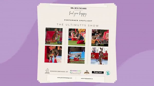 The Gorgeous Blue Bay Shepherd AKA Wolfdog | Girl With The Dogs