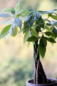 Caring for a Money Tree Is Easy, Even for New Plant Parents, With These Simple Tips