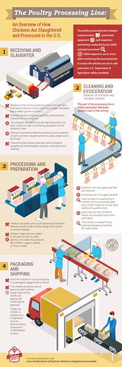 How are chickens slaughtered and processed for meat?