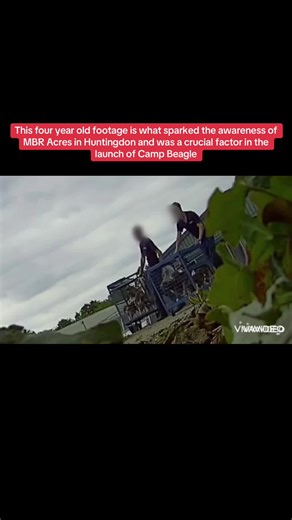 Support Camp Beagle: End Animal Testing Now