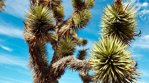 How to Grow Joshua Tree From Seed - A Step-By-Step Guide! - GardenZoo