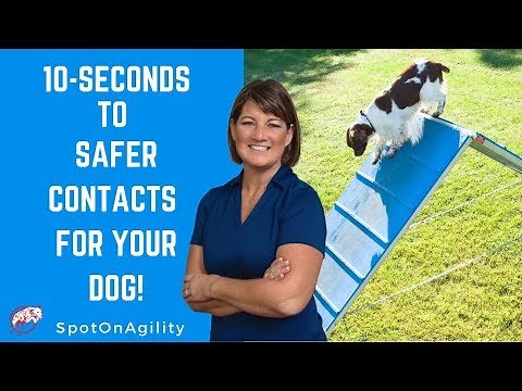 Agility Equipment For Dogs (10 Seconds to Safer Contacts for YOUR Dog!) | Dog Agility Training