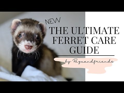 Ultimate Ferret Care Guide 2021 NEW