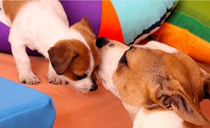 Chihuahua And Jack Russell Mix Puppies - Jack Chi (Grooming   Cost)