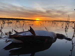 Beginner's Guide for How to Duck Hunt from a Kayak