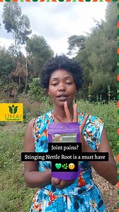 Stinging nettle roots, one of the most potent medicine Available ksh 600 0791252422 | Umai Naturals