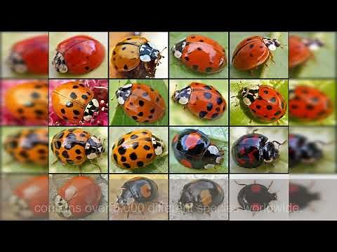 15 facts about ladybird