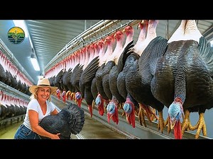How Millions of Turkeys Are Processed - Incredible Turkey Farming & Processing In Factory