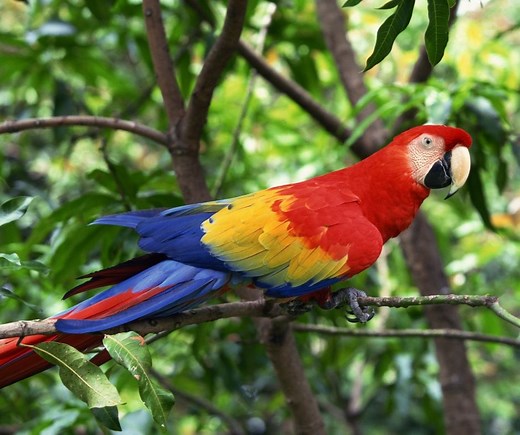 Fun Scarlet Macaw Facts for Kids (All You Need to Know!)