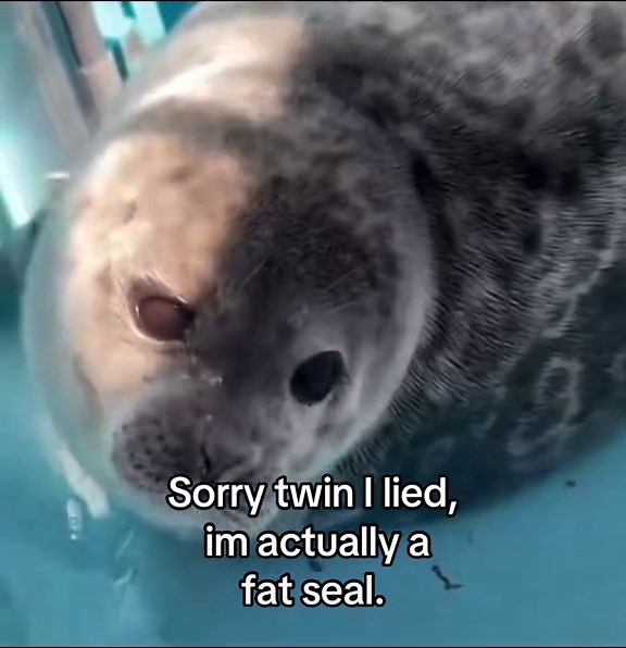 I am one genuinely. #viral #fyp #trending #seals #cute | seal