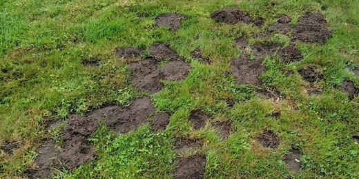 How to Get Rid of Gophers in Your Yard: 6 Effective Ways