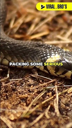 Garter Snakes: Nature's Sneaky Survivors!