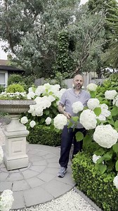 47K views · 1.5K reactions | Taking hydrangea cuttings is an easy way to get more plants for free. Follow Vas Karpeta’s method which you can use for most hydrangeas. Save this video for when your plants are kicking into strong growth in late-spring or early summer. And pick up the March issue to see more of Vas’s hydrangea-filled London garden. | BBC Gardeners' World Magazine | Facebook