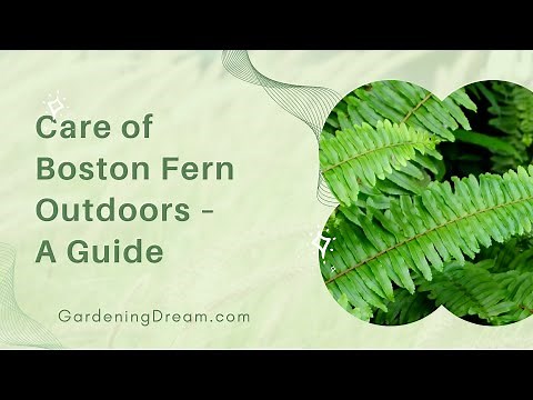 Care of Boston Fern Outdoors – A Guide