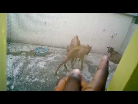 Goats fighting (pt2)