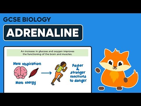 Adrenaline - GCSE Biology