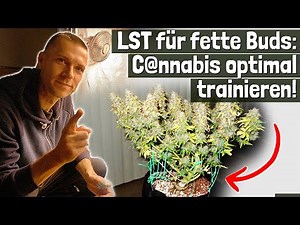 Low Stress Training: Schritt für Schritt zu höheren Erträgen