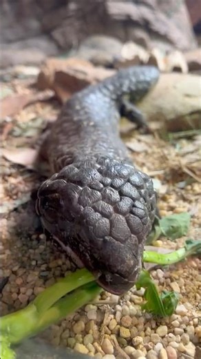 Amazing Shingleback Lizard in Australia 🦎 | Unique Reptile