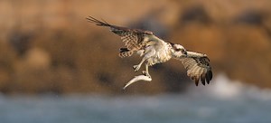 Sony A7RIV Setup Guide for Bird in Flight / Wildlife Photography - Mark Smith Photography