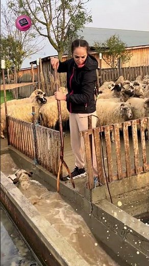 How These Sheep Get Rid of Parasites and Stay Healthier