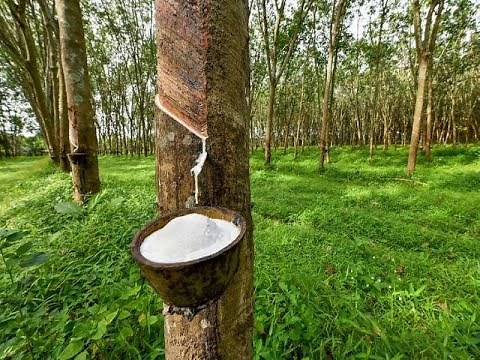 How to make natural rubber