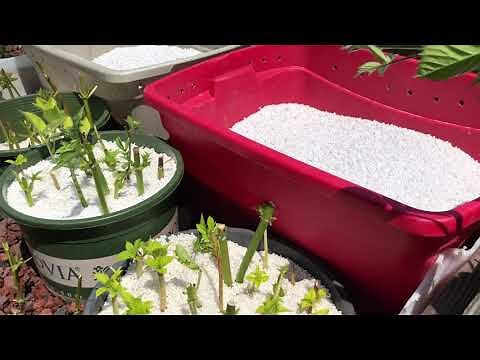 Easy! DIY Thornless Blackberry Plant Propagation