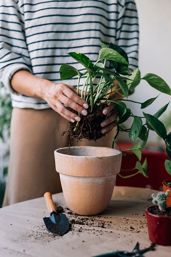 Follow Our Step-by-Step Guide to Learn How to Safely Repot Your Plants