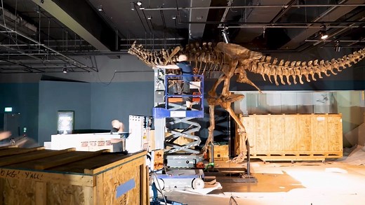 We introduced you to Scotty the T. rex earlier today. 🦖 Now watch this incredible timelapse of him being built for the Tyrannosaurs exhibition at the National Museum of Scotland. | Daily Record