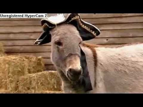 Big Barn Farm - Amazing Animals' Trained Farmyard Animals