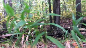 AZUB Ti-FLY X Starring: Aleš Zemánek, owner of AZUB recumbents Video made accidentally in Pensylvania during a business trip to the USA. https://azub.eu/recumbent-bikes-and-trikes/trikes/26-wheels/ti-fly-x/ Full suspension combined with 26″ wheels. That’s what makes our Ti-FLY X a unique machine calling for long rides that will soon become extreme. And it doesn’t really matter what you call extreme – it may be the distance cycled on a paved road, the roughness of terrain or the amount of endorph