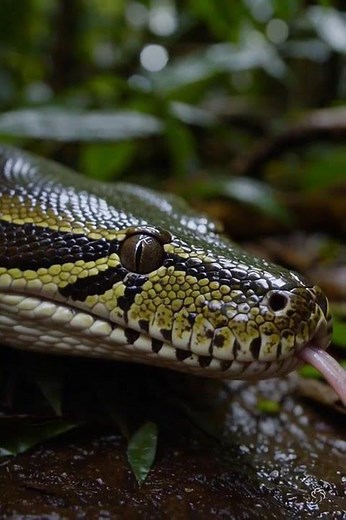 Majestic Rainforest Python | Giant Snake in 8K HDR Wildlife