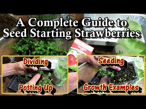 A Complete Strawberry Seed Starting Guide: Seeding, Growth Examples, Potting Up & Transplanting