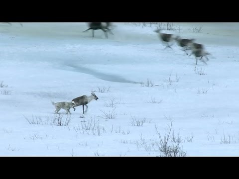 Wolf hunts caribou - Nature's Epic Journeys: Episode 2 Preview - BBC
