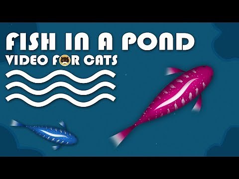 CAT GAMES - Catching Fish in a Pond! Fish Video for Cats to Watch.
