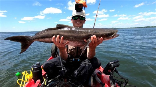 Cobia Fishing from a Kayak!