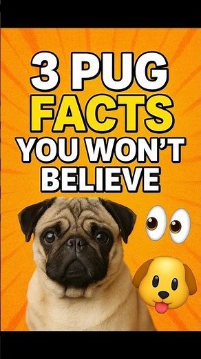 3 Pug Facts You WON’T Believe 👀🐶