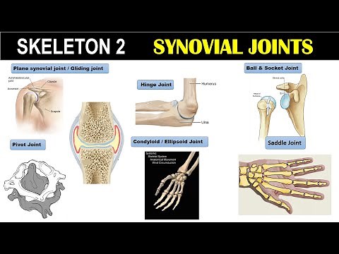 Skeleton 2 | Synovial Joint | Pivot Joint | Hinge Joint | Condyloid Joint | Ball & Socket Joint