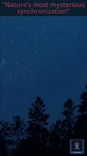 Synchronized Fireflies: Nature’s Most Mesmerizing Light Show