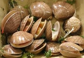 Fun Mollusks Facts for Kids (All You Need to Know!)