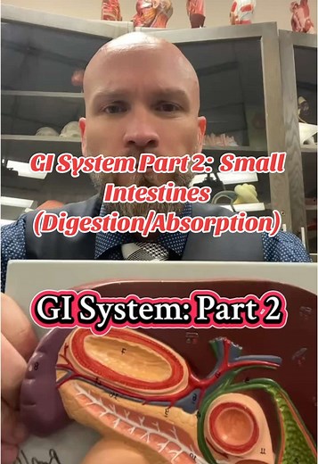 Understanding Digestion and Absorption in the Small Intestine