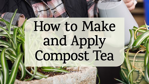 In this video, you'll discover exactly how to make compost tea that will transform your garden into a thriving paradise! Join me as I walk you through every step of this simple compost tea diy process that requires nothing more than basic household materials and a little patience. Whether you're a complete beginner or an experienced gardener looking to boost your plant care routine, this video demonstrates the foolproof method for compost tea making at home using ingredients you likely already h