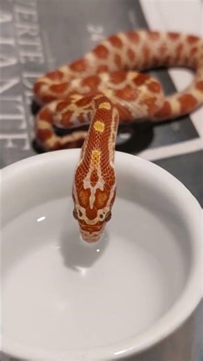 🌽🐍The corn snake — a colourful master of escape!