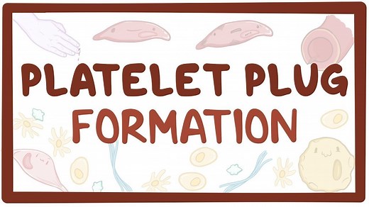 Platelet plug formation (primary hemostasis): Video, Causes, & Meaning | Osmosis