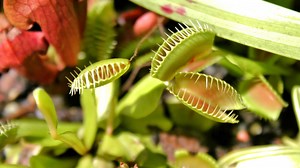Awesome 8 Carnivorous Plants