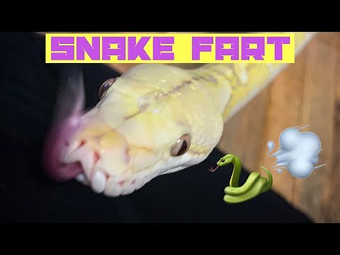 Snake Fart