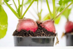 How To Plant Radish Seeds – Step By Step Guide - Gardening Dream