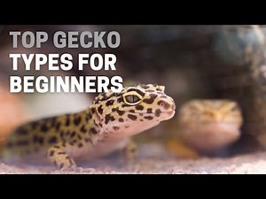 Top Gecko Types for Beginners | Animal Globe
