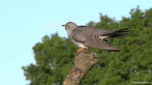 When was the last time you heard a cuckoo? Traditionally heralding the start of spring, the song of the Cuckoo sounds the same as its name: 'cuck-oo'. It can be heard, and sometimes seen, in its favoured grassland, woodland edge and reedbed habitats - let us know if you spot one! You can hear their call here https://www.british-birdsongs.uk/common-cuckoo/?type1556 | Birmingham & Black Country Wildlife Trust