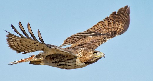 Red-tailed Hawk Identification, All About Birds, Cornell Lab of Ornithology